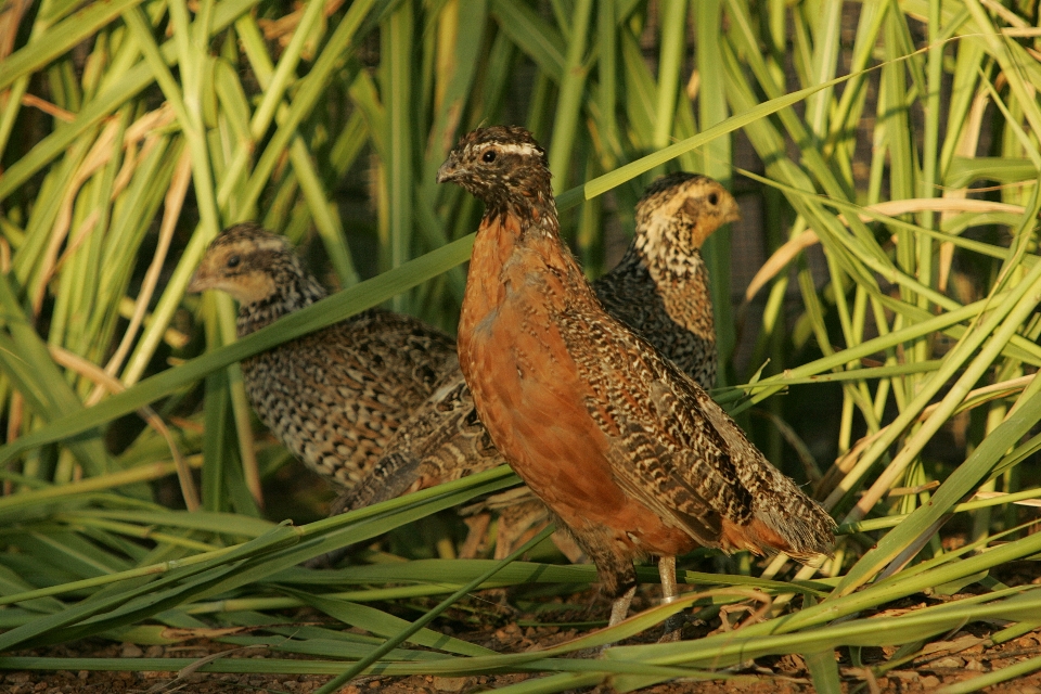 Natura erba uccello terra