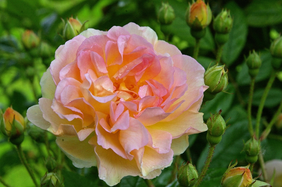 Nature blossom plant sweet