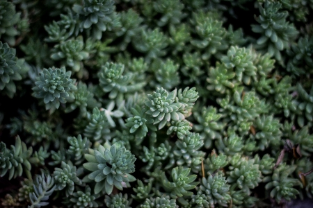 Tree nature cactus growth Photo