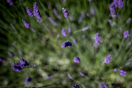 自然 荒野
 花 植物 写真