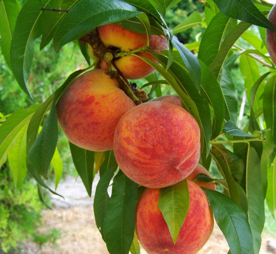 Tanaman buah bunga makanan