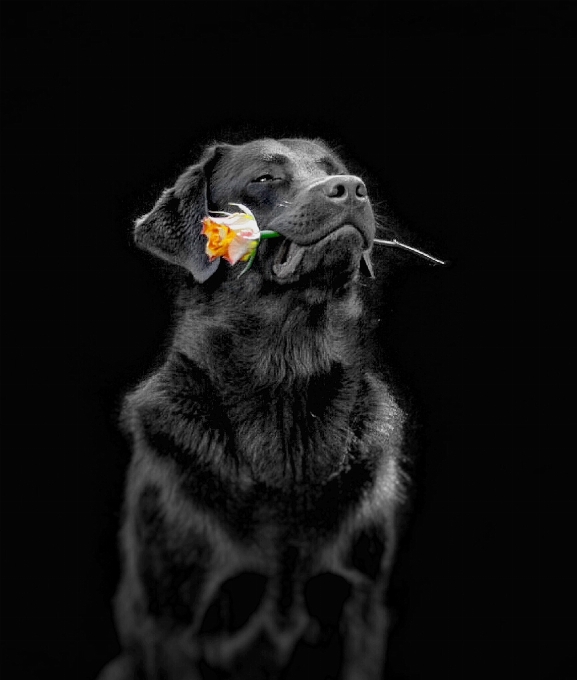 Preto e branco
 flor cachorro gato