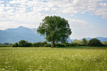 Landscape tree nature forest Photo