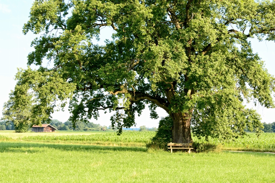 Paysage arbre nature forêt