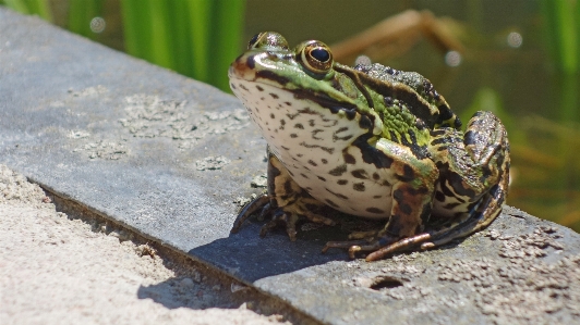 Photo Nature animal étang faune