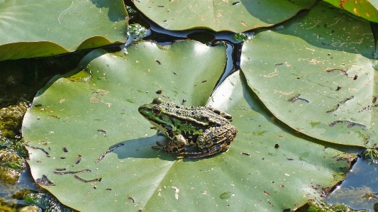 Water nature leaf flower Photo