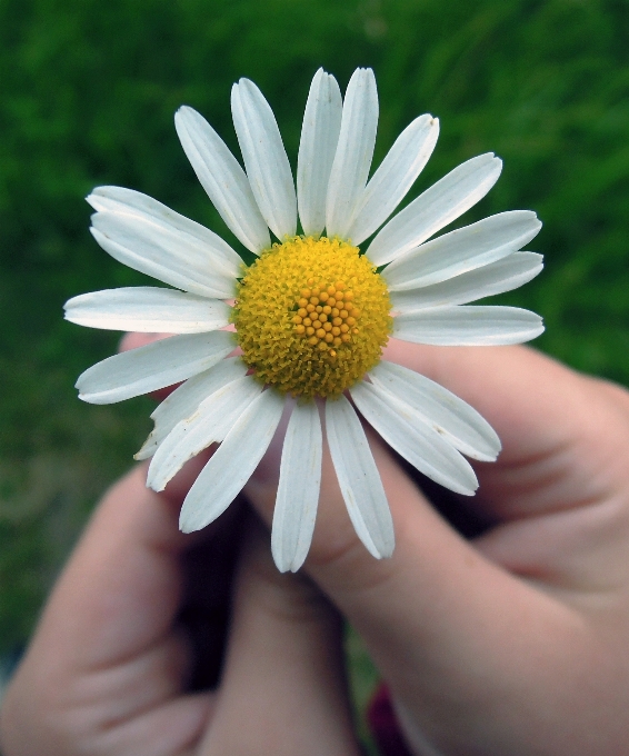 手 植物 花 花瓣