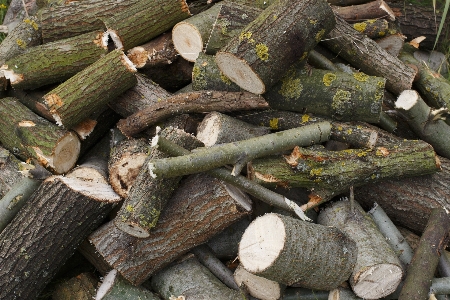 Baum wald zweig anlage Foto