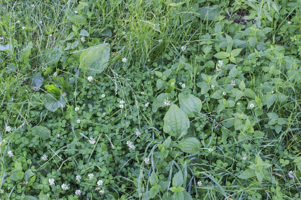 Natura trawa zakład pole