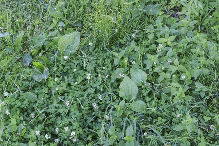 自然 草 植物 分野 写真