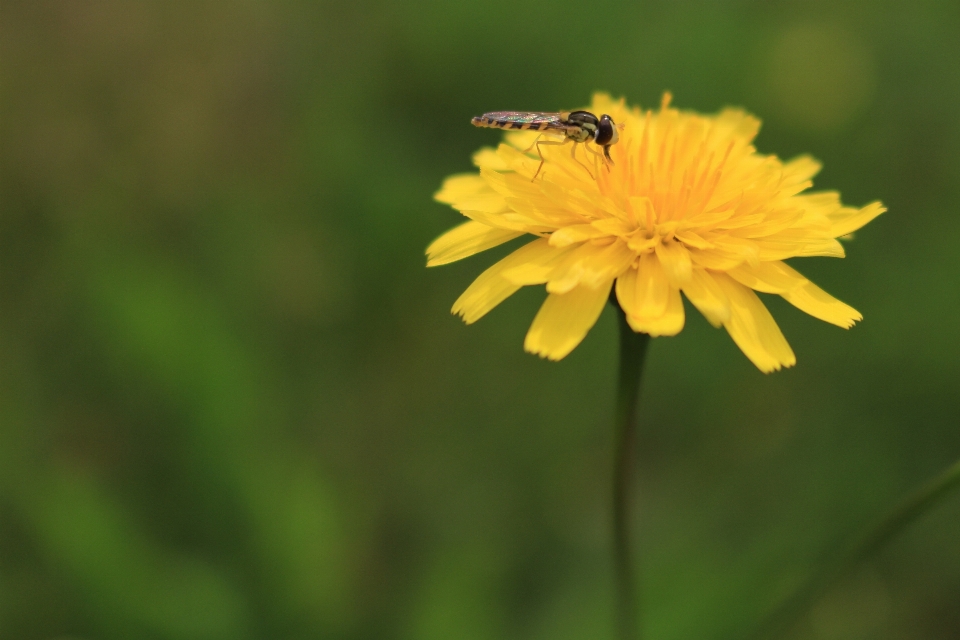 Natura trawa zakład fotografia