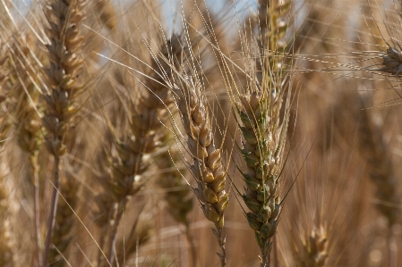 Grass plant field barley Photo