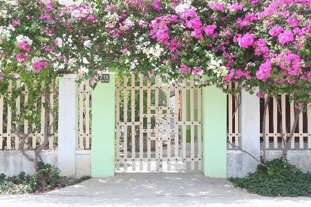 Fence flower property gate Photo