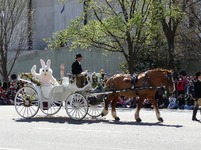 Vehicle horse parade festival Photo