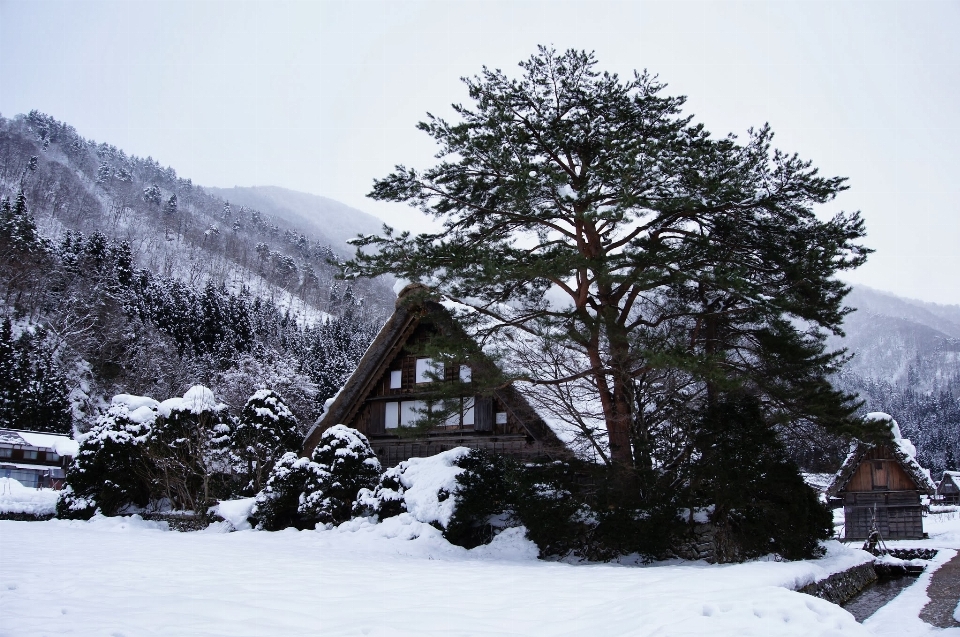 Albero montagna nevicare inverno