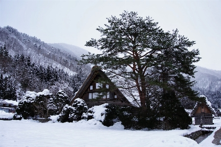 木 山 雪 冬 写真