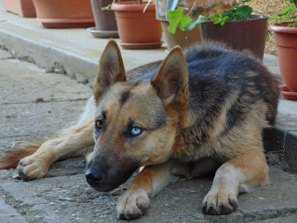 Cachorro animal bonitinho canino
