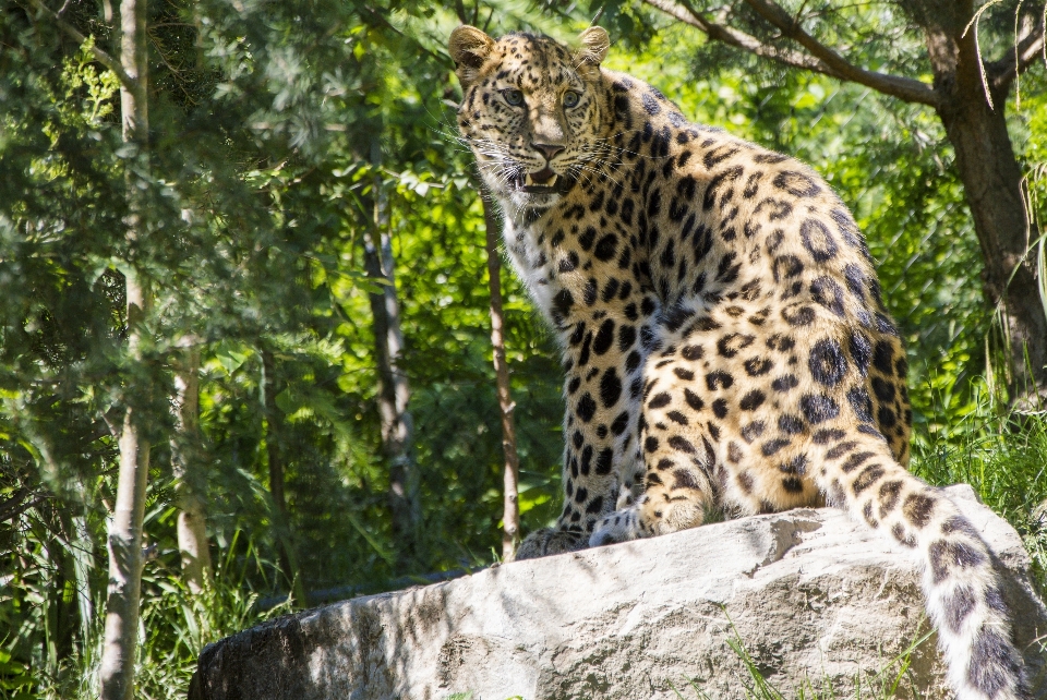 Stone wildlife zoo jungle