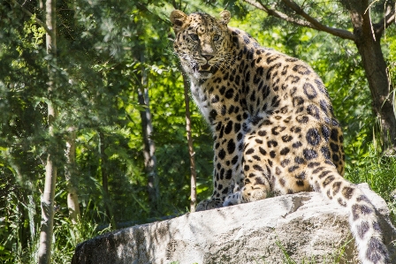 Foto Piedra fauna silvestre zoo selva