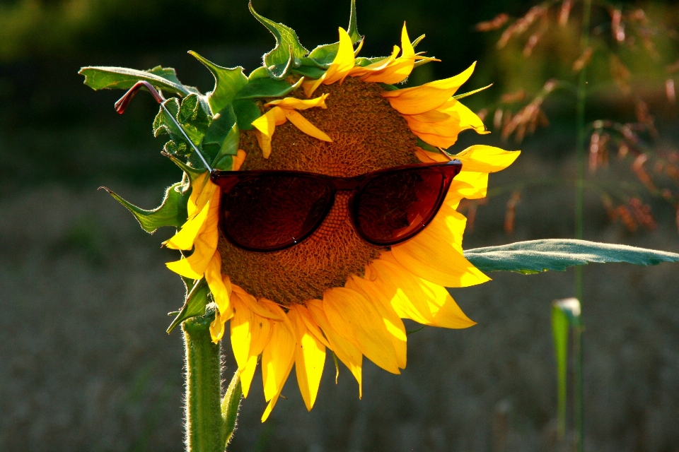 Nature plant leaf flower