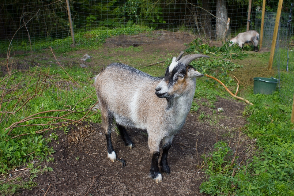 Peternakan satwa margasatwa kambing