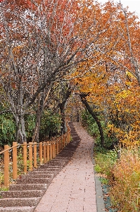 Foto Albero foresta sentiero montagna