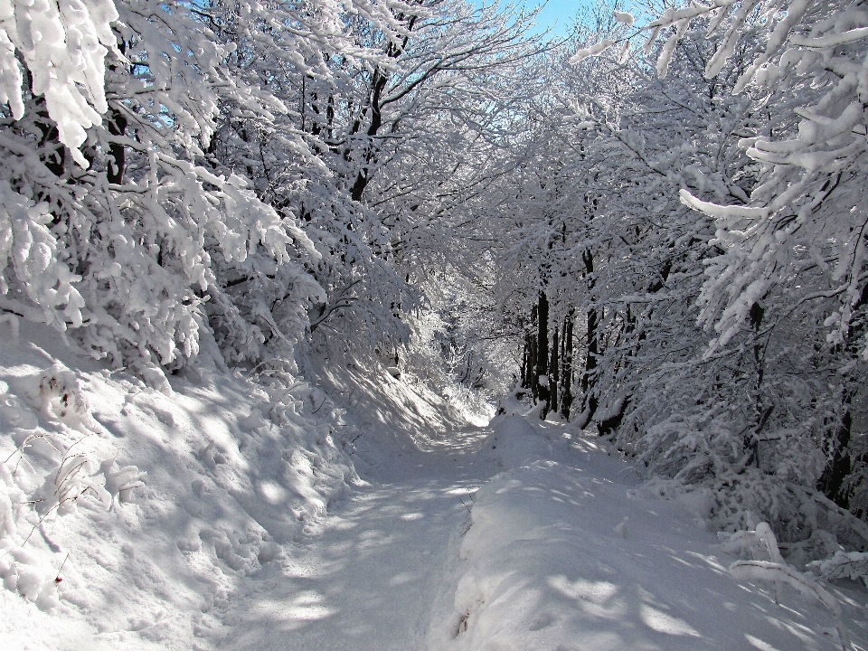 Landschaft baum natur wald