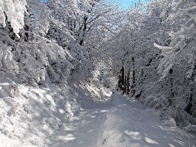 Landscape tree nature forest Photo