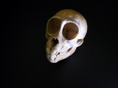 Dead skull primate bone Photo