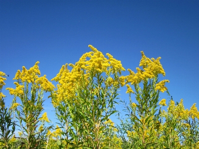 Tree nature grass blossom Photo