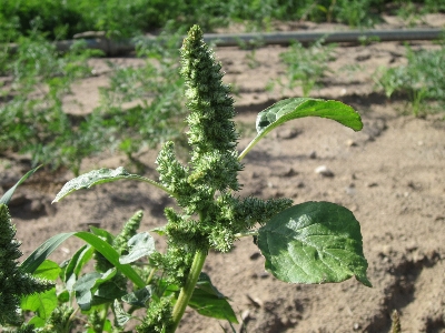 Foto Pianta foglia fiore cibo