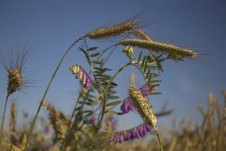 Landschaft natur gras anlage Foto