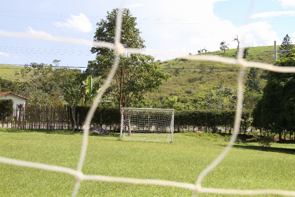 Tree grass structure sport