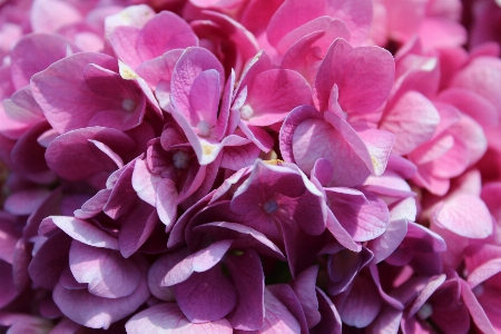 Blossom plant flower petal Photo