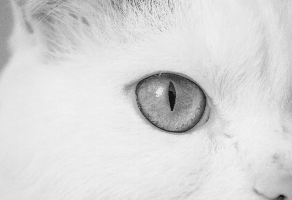 En blanco y negro
 fotografía gato