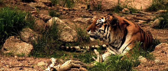 Photo Région sauvage
 faune zoo jungle