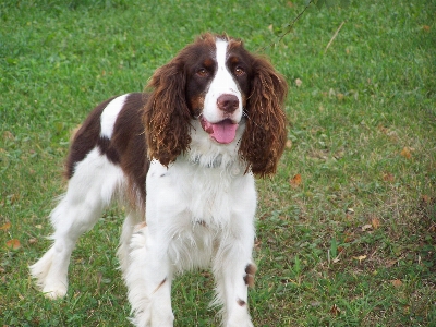 Foto Cane canino
 animale domestico mammifero