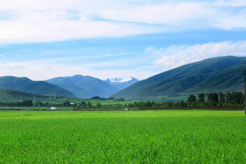 風景 自然 草 地平線