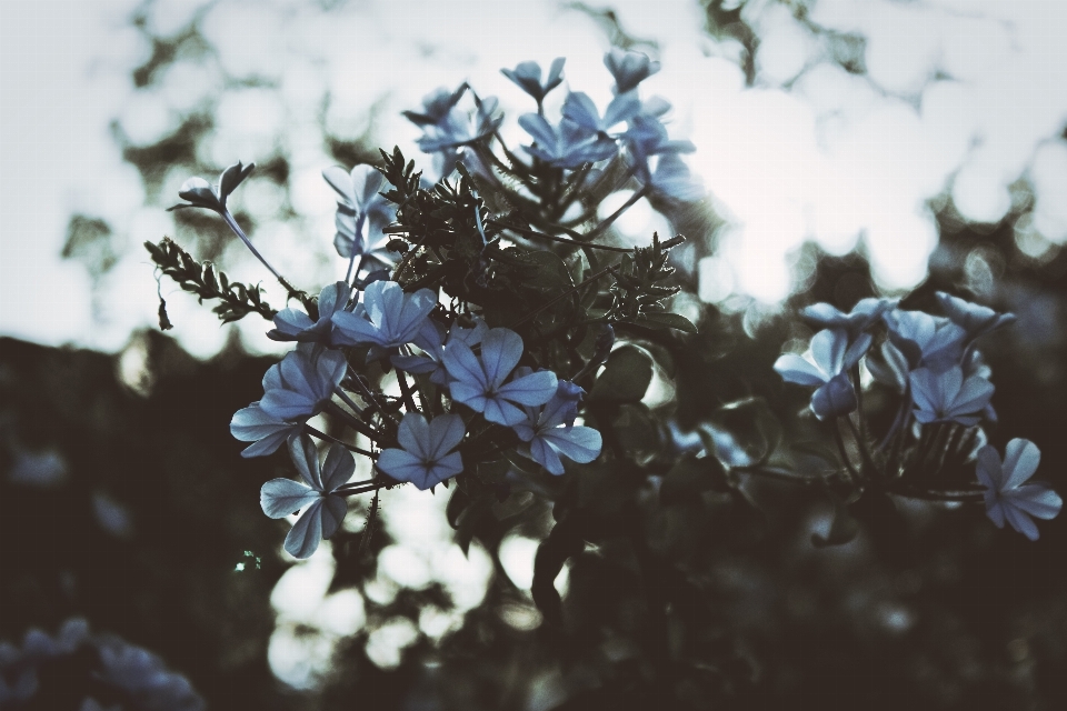 Tree nature branch blossom