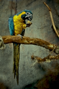 Foto Alam cabang burung sayap