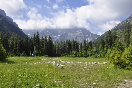 Landscape tree nature forest Photo