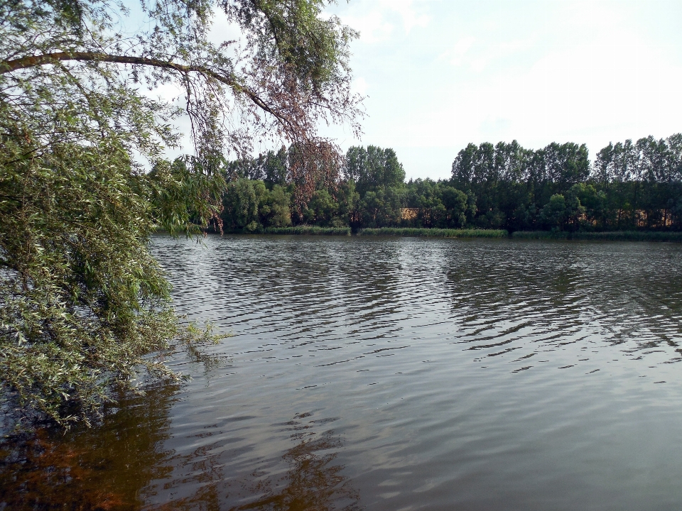 Landscape tree water lake