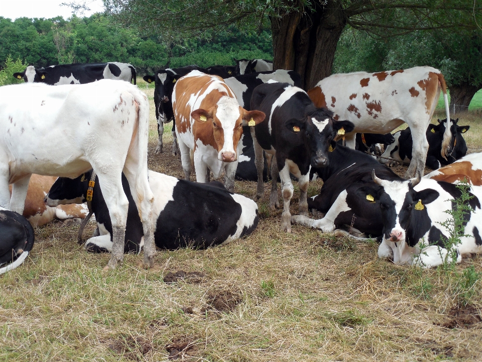 Black and white farm food cattle