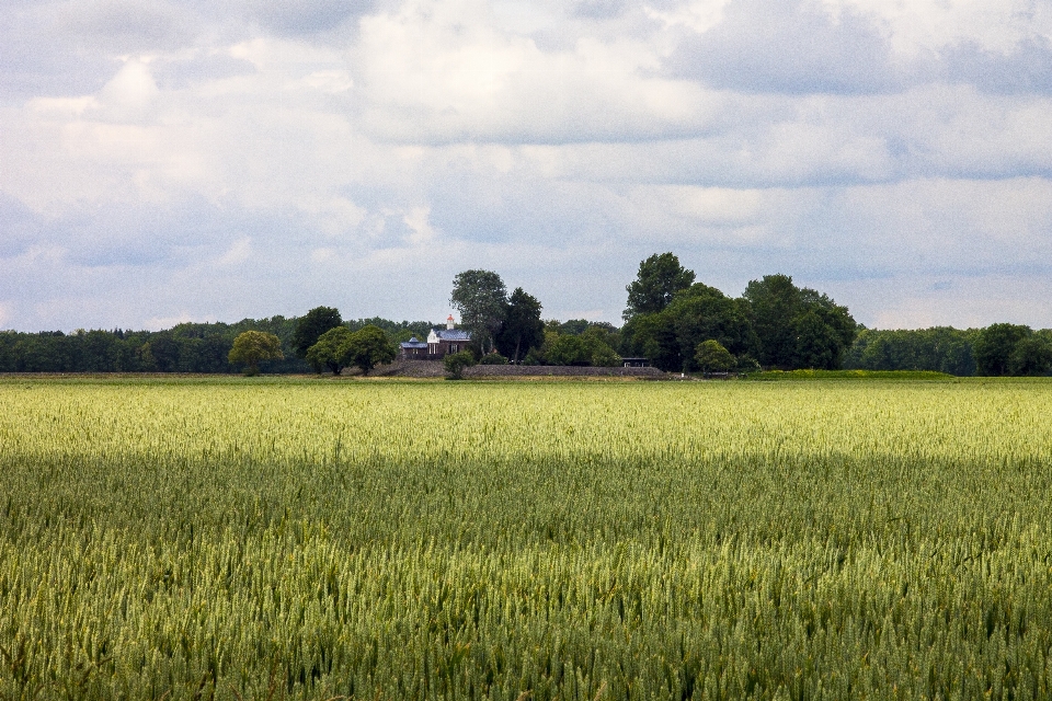 Paisaje árbol naturaleza césped