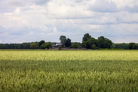 Landscape tree nature grass Photo