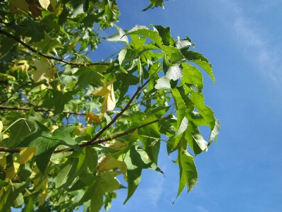 Tree branch plant sky Photo