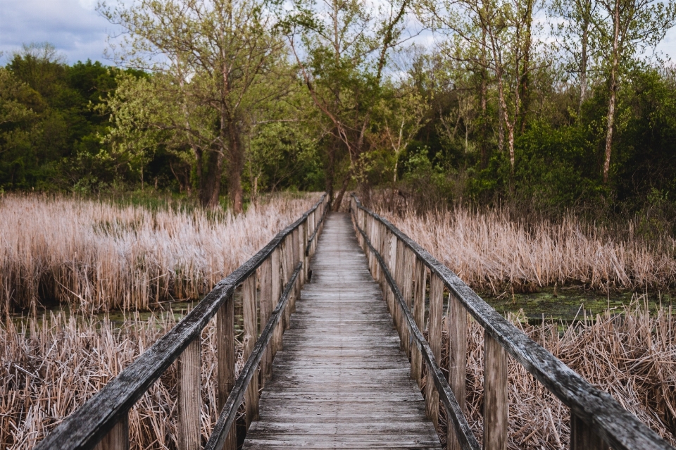 風景 木 自然 森