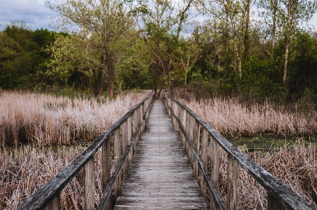 Landscape tree nature forest Photo