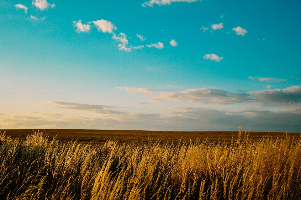 Landscape tree nature grass