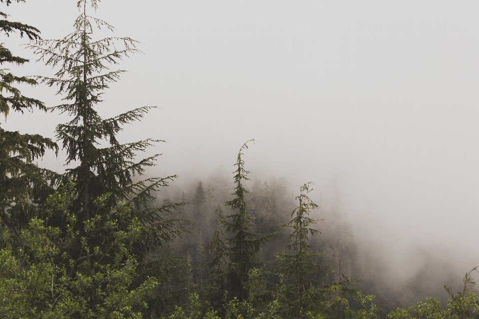 風景 木 水 自然